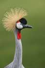 African crowned crane Art Print